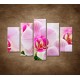 Obrazy na stenu - Ružová orchidea - 5dielny 150x100cm