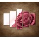 Obrazy na stenu - Ruža s rosou - 5dielny 150x100cm