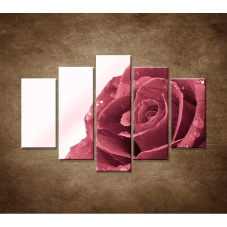 Obrazy na stenu - Ruža s rosou - 5dielny 150x100cm