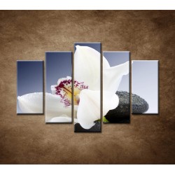Obrazy na stenu - Biela orchidea na čiernom kameni - 5dielny 150x100cm