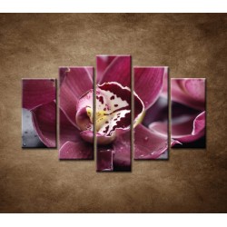 Obrazy na stenu - Orchidea na kameni - 5dielny 150x100cm
