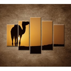 Obrazy na stenu - Ťava na Sahare- 5dielny 150x100cm