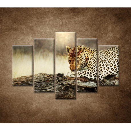 Obrazy na stenu - Odpočívajúci leopard - 5dielny 150x100cm