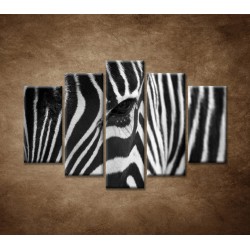 Obrazy na stenu - Zebra - oko - 5dielny 150x100cm
