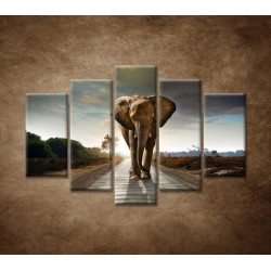 Obrazy na stenu - Slon - 5dielny 150x100cm