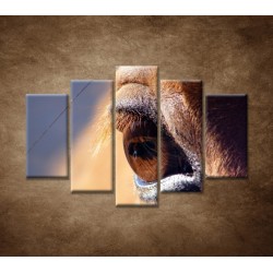 Obrazy na stenu - Koňské oko - detail - 5dielny 150x100cm
