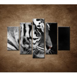 Obrazy na stenu - Tiger - detail - 5dielny 150x100cm