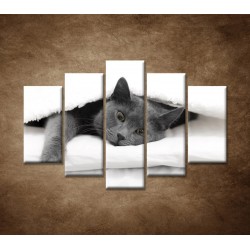Obrazy na stenu - Odpočívajúca mačka - 5dielny 150x100cm