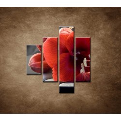 Obrazy na stenu - Červená amarylka - 4dielny 80x90cm