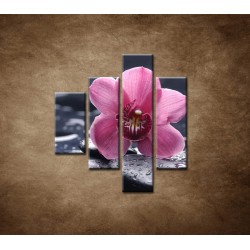 Obrazy na stenu - Ružová orchidea na kameni - 4dielny 80x90cm