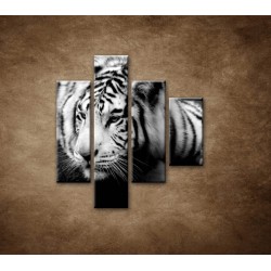 Obrazy na stenu - Sibírsky tiger - 4dielny 80x90cm