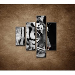 Obrazy na stenu - Tiger - detail - 4dielny 80x90cm