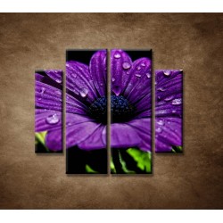 Obrazy na stenu - Fialový kvet - 4dielny 100x90cm