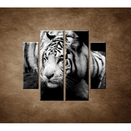 Obrazy na stenu - Sibírsky tiger - 4dielny 100x90cm