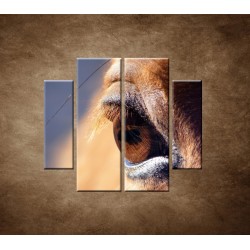 Obrazy na stenu - Koňské oko - detail - 4dielny 100x90cm