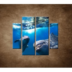 Obrazy na stenu - Delfíni pod vodou - 4dielny 100x90cm