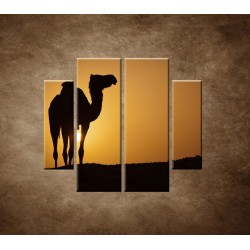 Obrazy na stenu - Ťava na Sahare - 4dielny 100x90cm