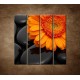 Obrazy na stenu - Oranžová gerbera na kameňoch - 4dielny 120x120cm