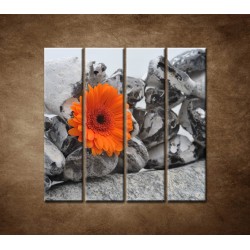 Obrazy na stenu - Oranžová gerbera a kamene - 4dielny 120x120cm