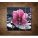 Obrazy na stenu - Ružová orchidea na kameni - 4dielny 120x120cm