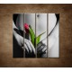 Obrazy na stenu - Dievča s tulipánom - 4dielny 120x120cm