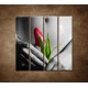 Obrazy na stenu - Mokré dievča s tulipánom - 4dielny 120x120cm
