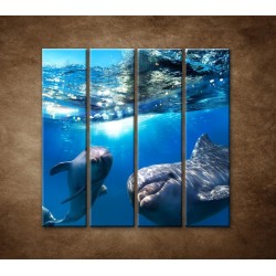 Obrazy na stenu - Delfíni pod vodou - 4dielny 120x120cm