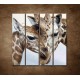Obrazy na stenu - Žirafy - 4dielny 120x120cm