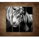 Obrazy na stenu - Sibírsky tiger - 4dielny 120x120cm
