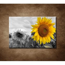 Obrazy na stenu - Žltá slnečnica