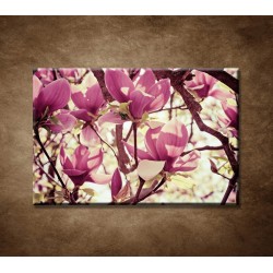 Obrazy na stenu - Kvety magnólie