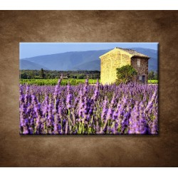 Levanduľové pole v Provence