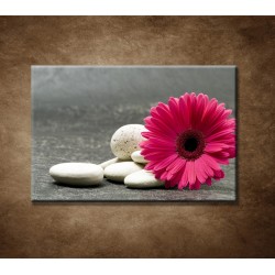 Obrazy na stenu - Ružová gerbera a kamene