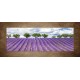 Obrazy na stenu - Levanduľová krajina - panoráma