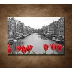 Tulipány v Amsterdame
