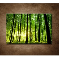 Obrazy na stenu - Zelený les