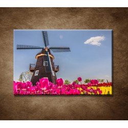 Obrazy na stenu - Tulipánové pole