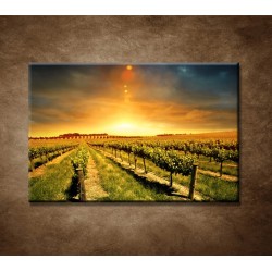 Obrazy na stenu - Západ nad vinohradom