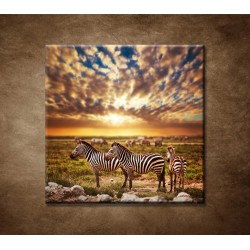 Obrazy na stenu - Zebry