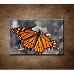 Obrazy na stenu - Oranžový motýľ