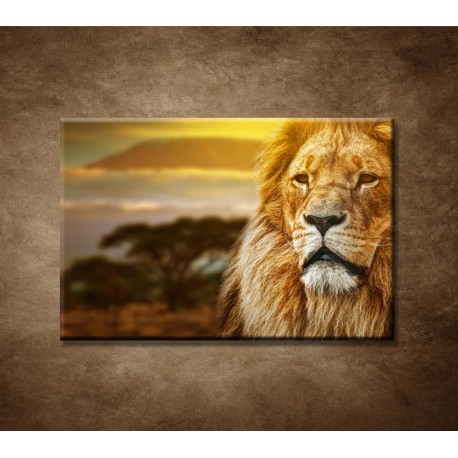 Obrazy na stenu - Lev na Savane