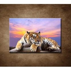 Obrazy na stenu - Tiger