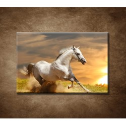 Biely kôň pri západe
