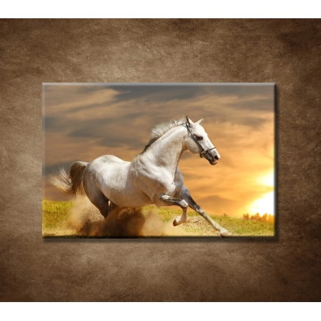 Obrazy na stenu - Biely kôň pri západe