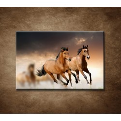 Obrazy na stenu - Hnedé kone