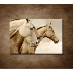Obrazy na stenu - Krásne kone