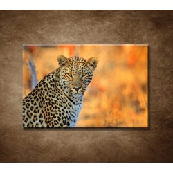 Obrazy na stenu - Africký leopard