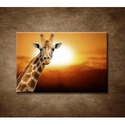 Žirafa 