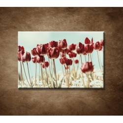 Obrazy na stenu - Retro tulipány