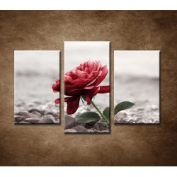 Obrazy na stenu - Červená ruža na kameňoch - 3dielny 75x50cm